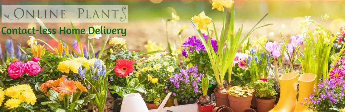Online Plants